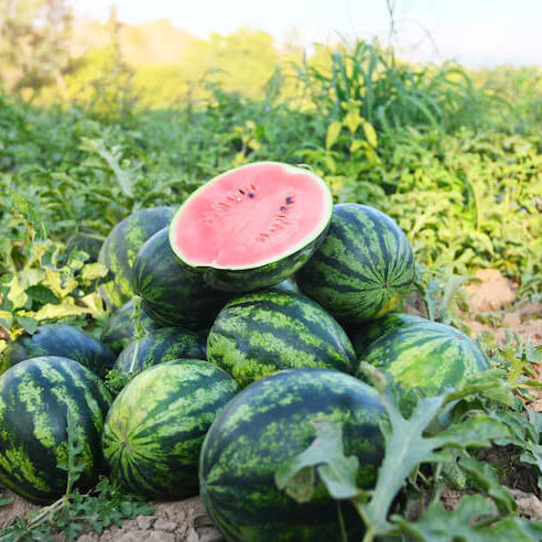 pink watermelon seeds