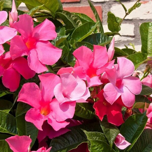 pink white Mandevilla Seeds