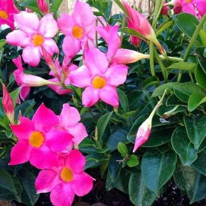 pink white Mandevilla Seeds