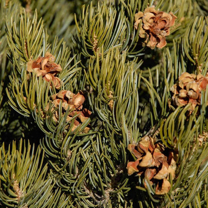pinyon pine seeds