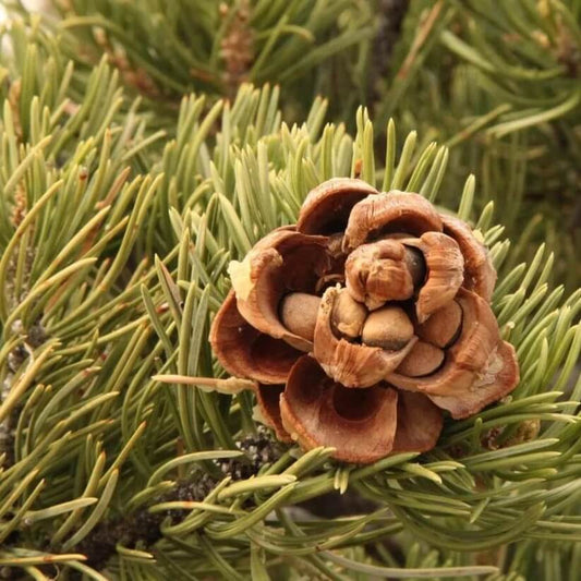 pinyon pine seeds