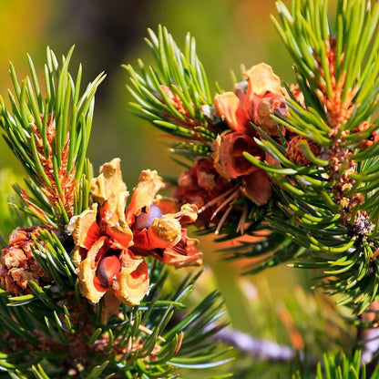pinyon pine seeds