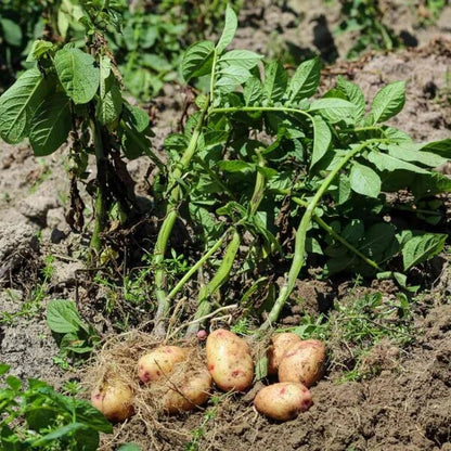 potato seeds for planting