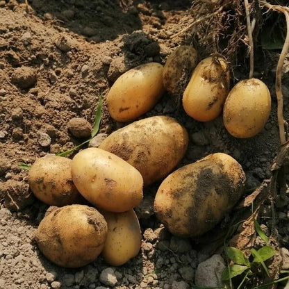 potato seeds for planting