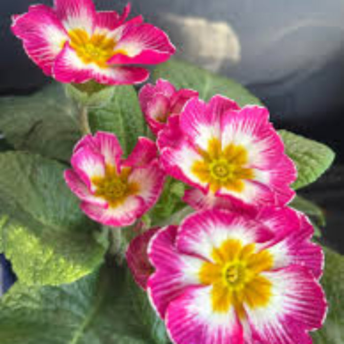 primrose seeds - Flower Plant for Home Garden