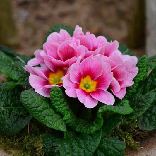 primrose seeds - Flower Plant for Home Garden