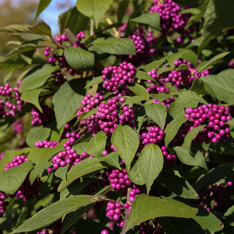 purple American Beautyberry Seeds