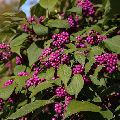 purple American Beautyberry Seeds