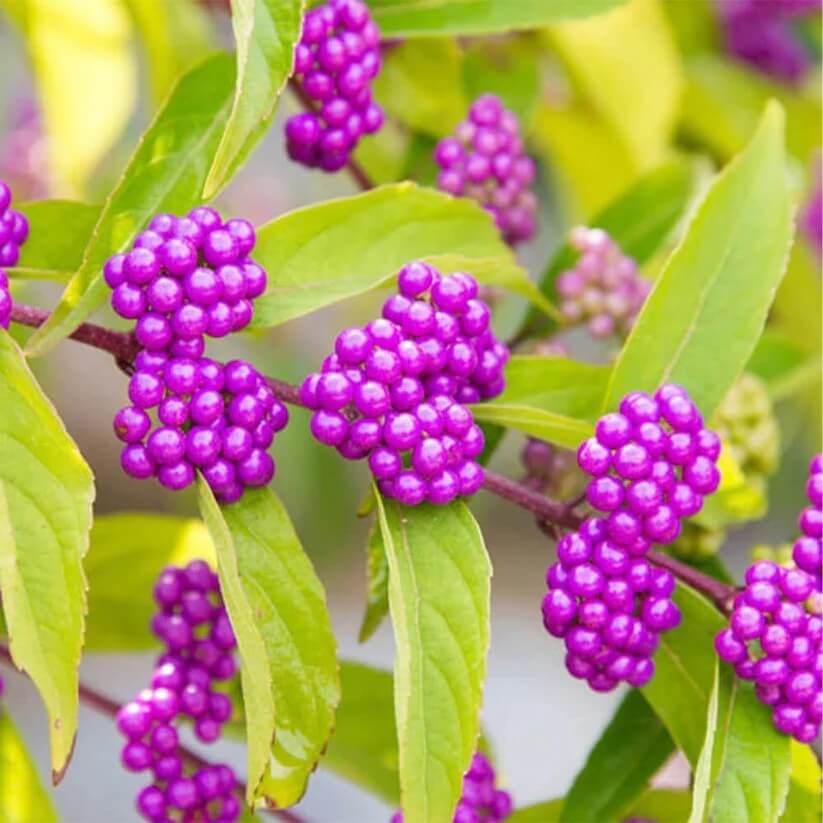 purple American Beautyberry Seeds