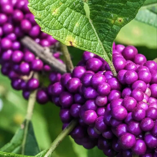 purple American Beautyberry Seeds