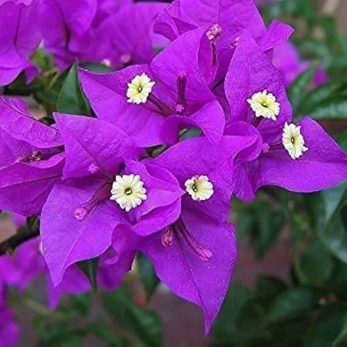 purple Bougainvillea  Seeds