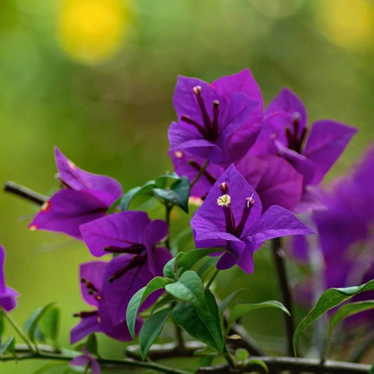 purple Bougainvillea  Seeds