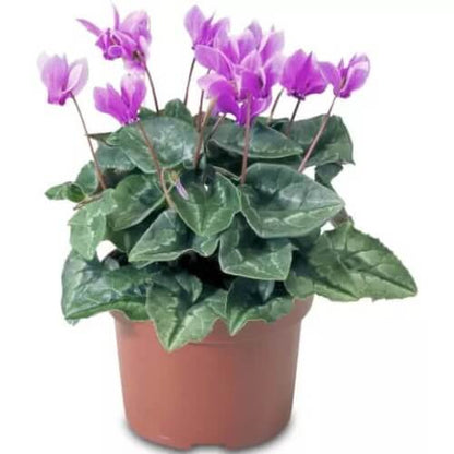 purple Cyclamen Seeds