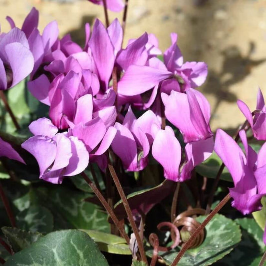 purple Cyclamen Seeds