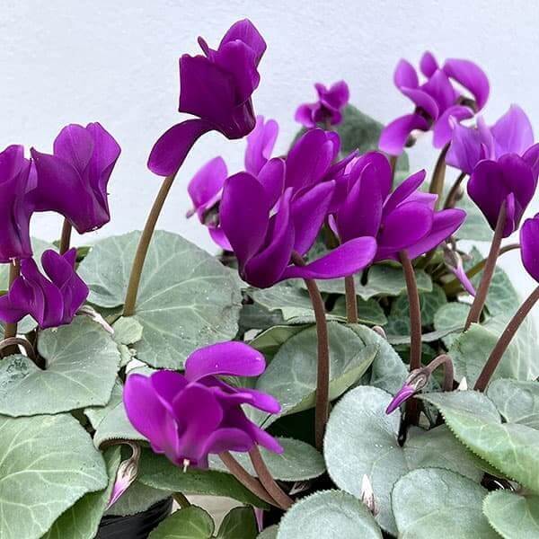 purple Cyclamen Seeds