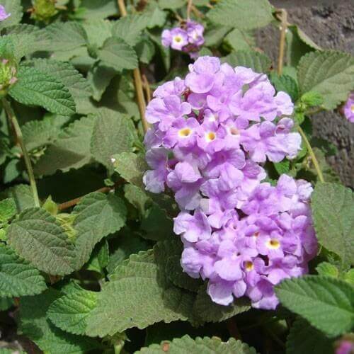 purple Lantana Seeds