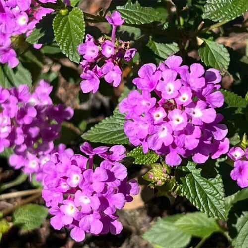 purple Lantana Seeds