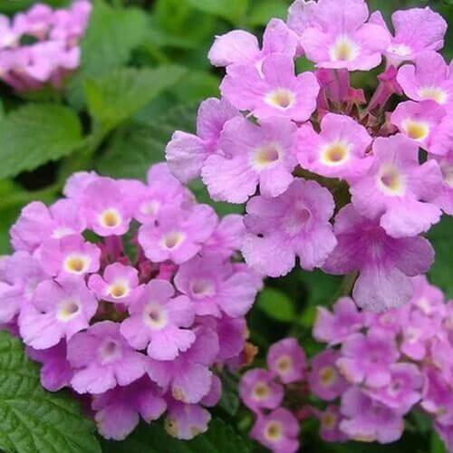 purple Lantana Seeds