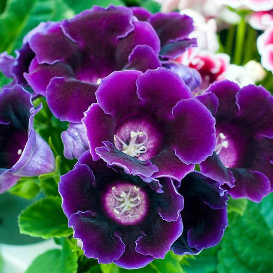 purple Sinningia Gloxinia  Seeds