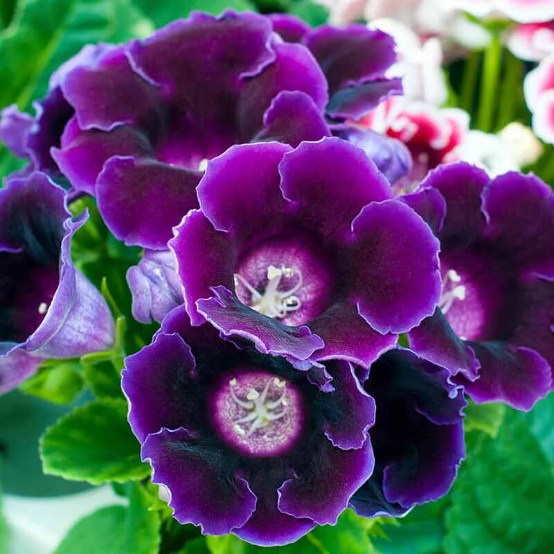 purple Sinningia Gloxinia  Seeds
