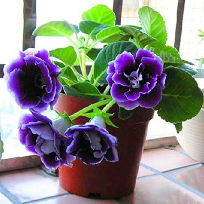 purple Sinningia Gloxinia  Seeds