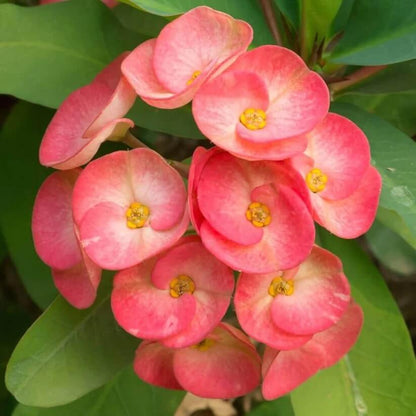 purple euphorbia milii seeds