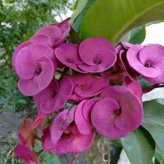 purple euphorbia milii seeds