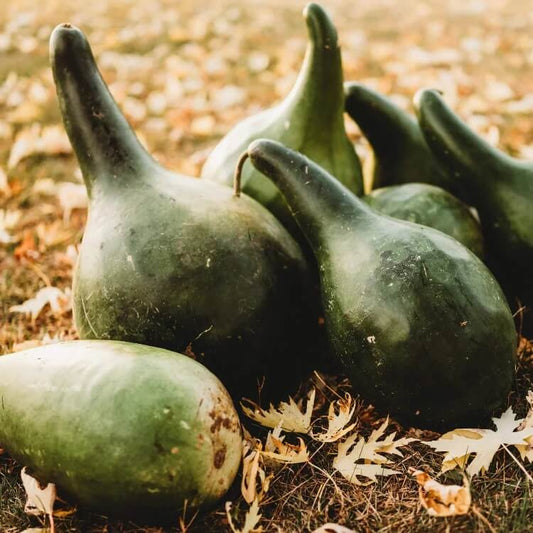 purple martin bird house gourd seeds