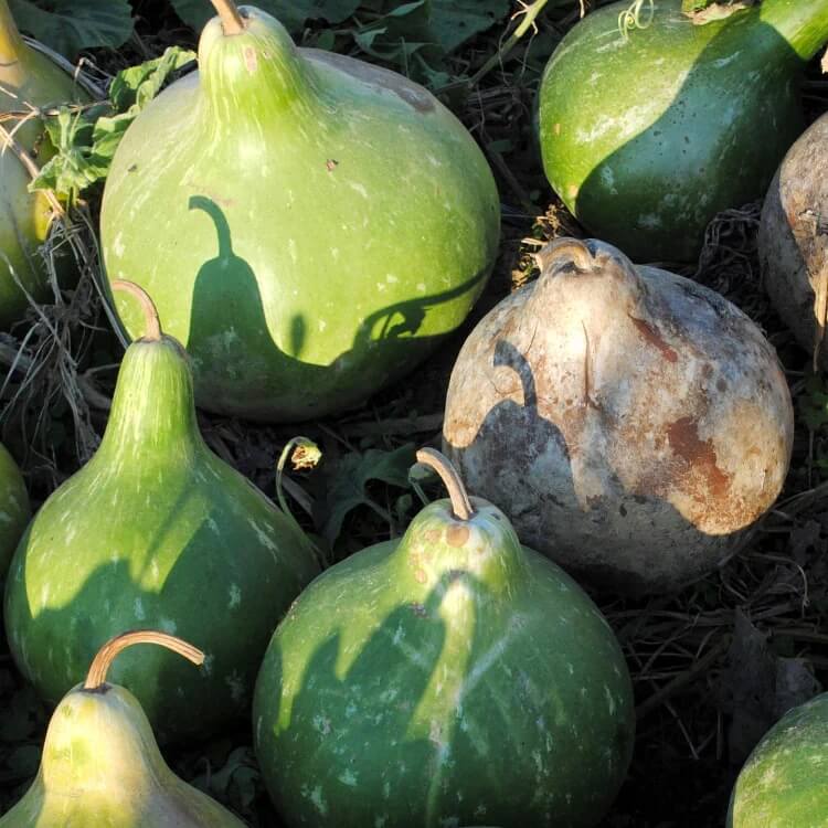 purple martin bird house gourd seeds
