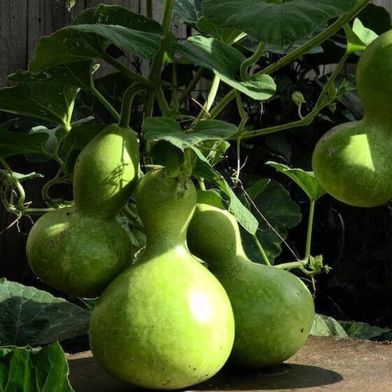 purple martin bird house gourd seeds