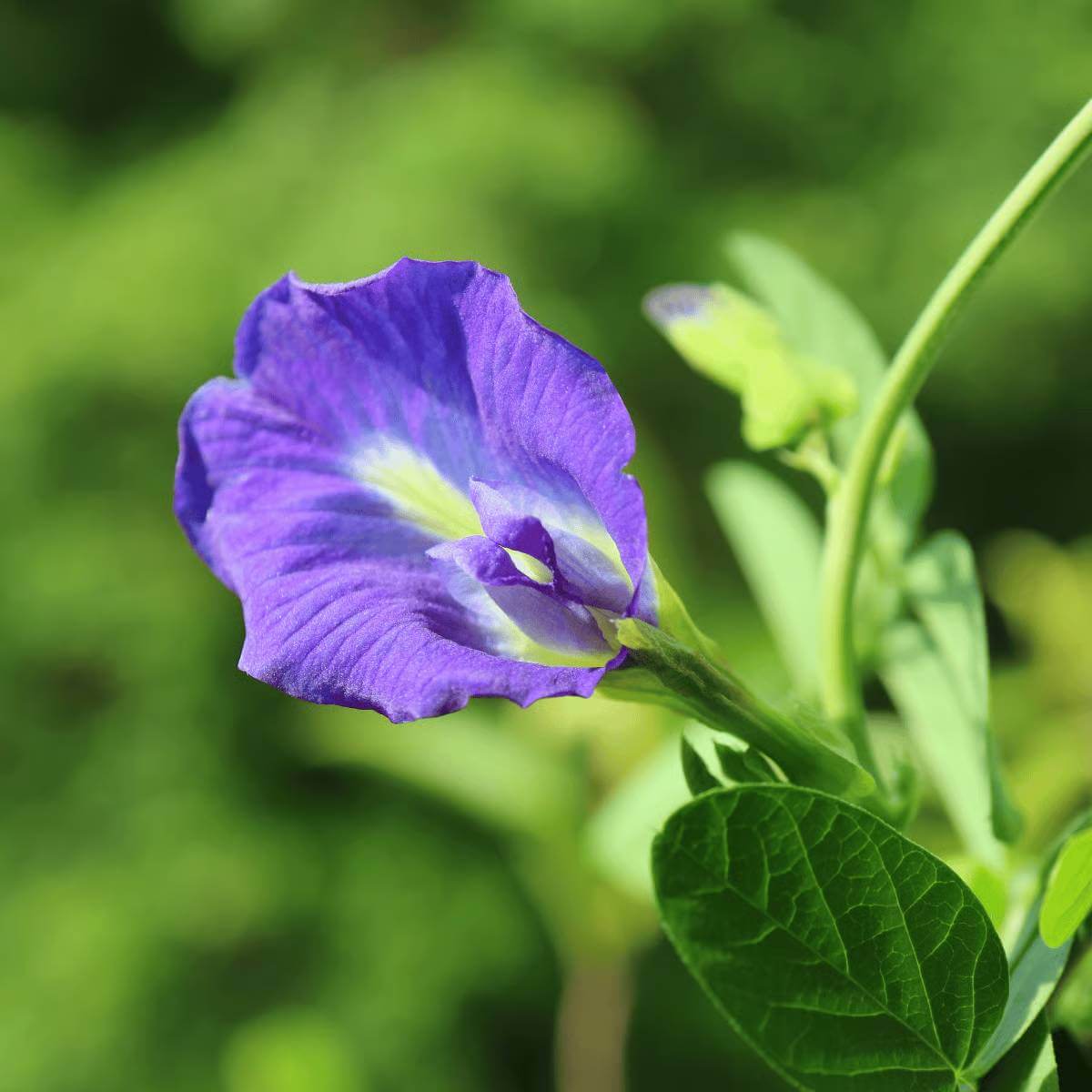 Clitoria Seeds - Heirloom Flower Plant for Home Gardens