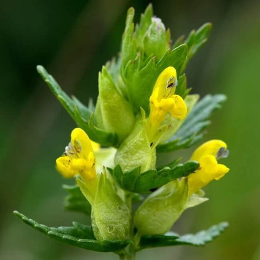 rattle seeds