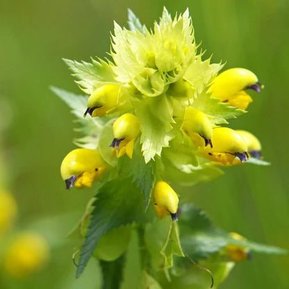 rattle seeds