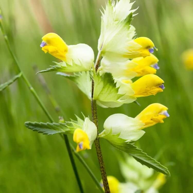 rattle seeds