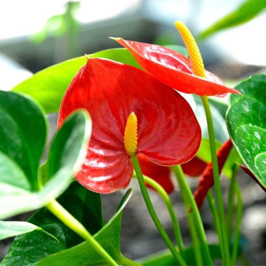 red Anthurium Seeds