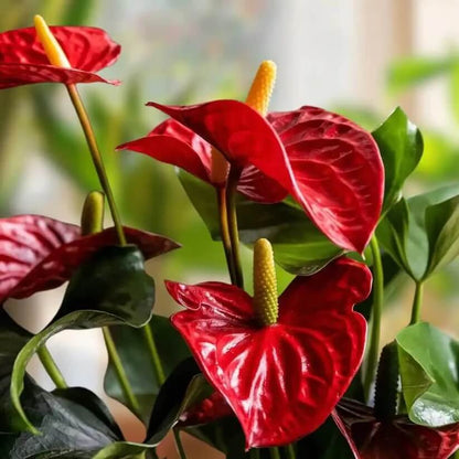 red Anthurium Seeds
