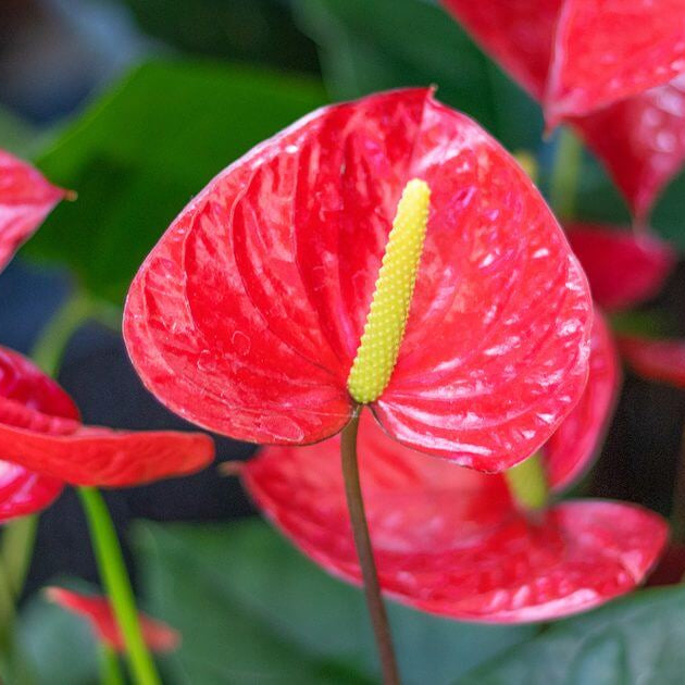 red Anthurium Seeds