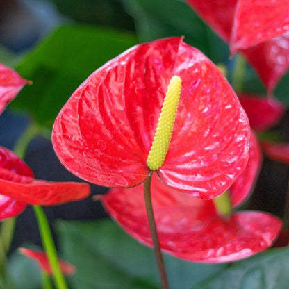 red Anthurium Seeds