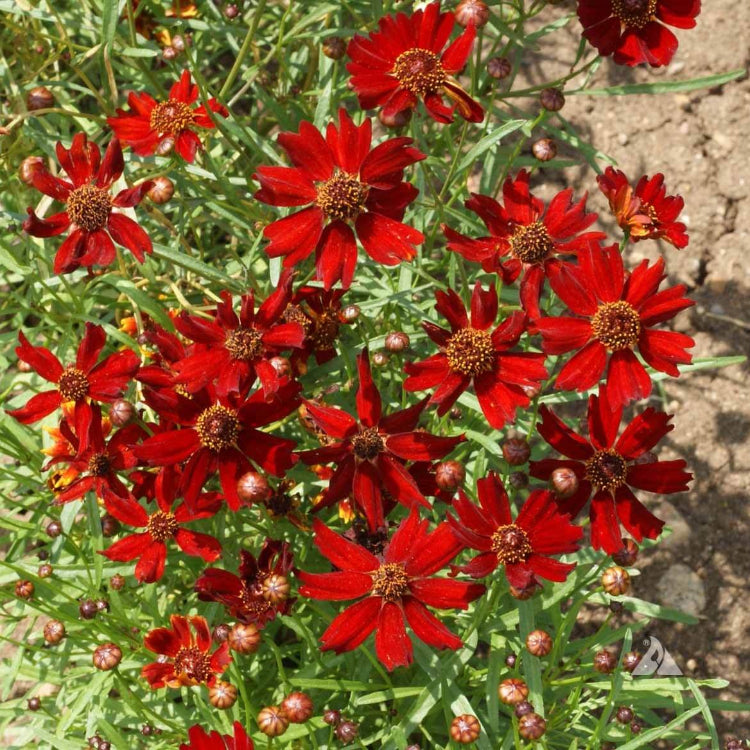  red Dwarf Plains Coreopsis seeds
