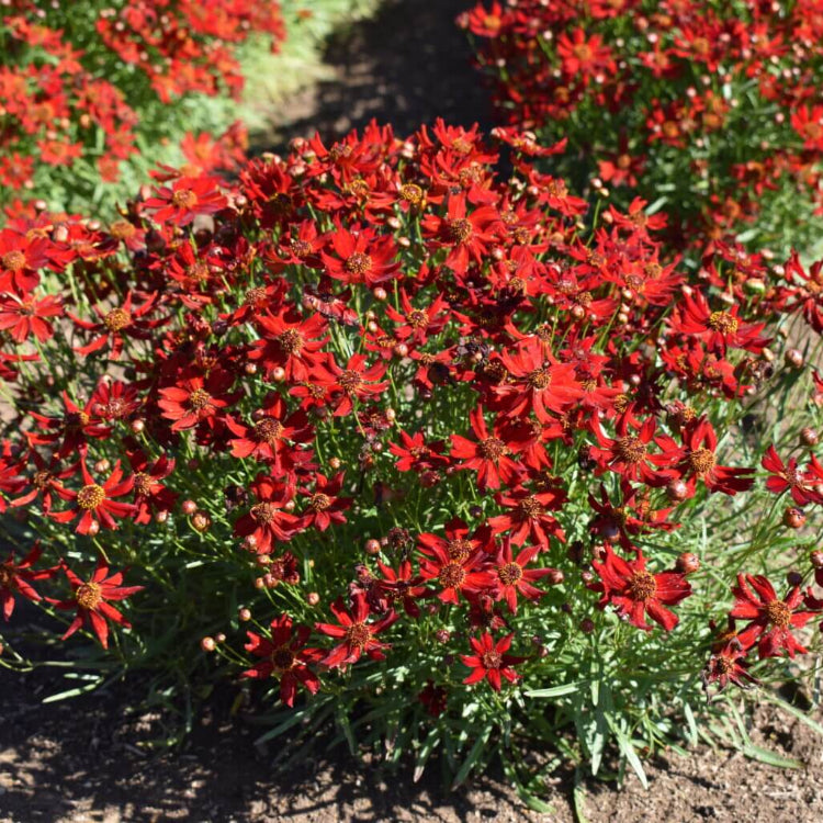  red Dwarf Plains Coreopsis seeds