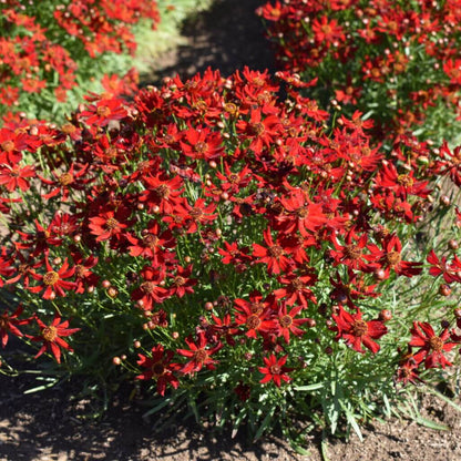  red Dwarf Plains Coreopsis seeds