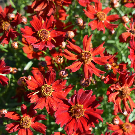  red Dwarf Plains Coreopsis seeds