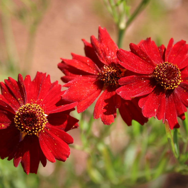  red Dwarf Plains Coreopsis seeds