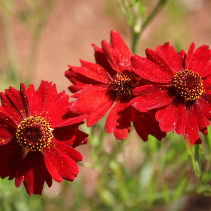  red Dwarf Plains Coreopsis seeds