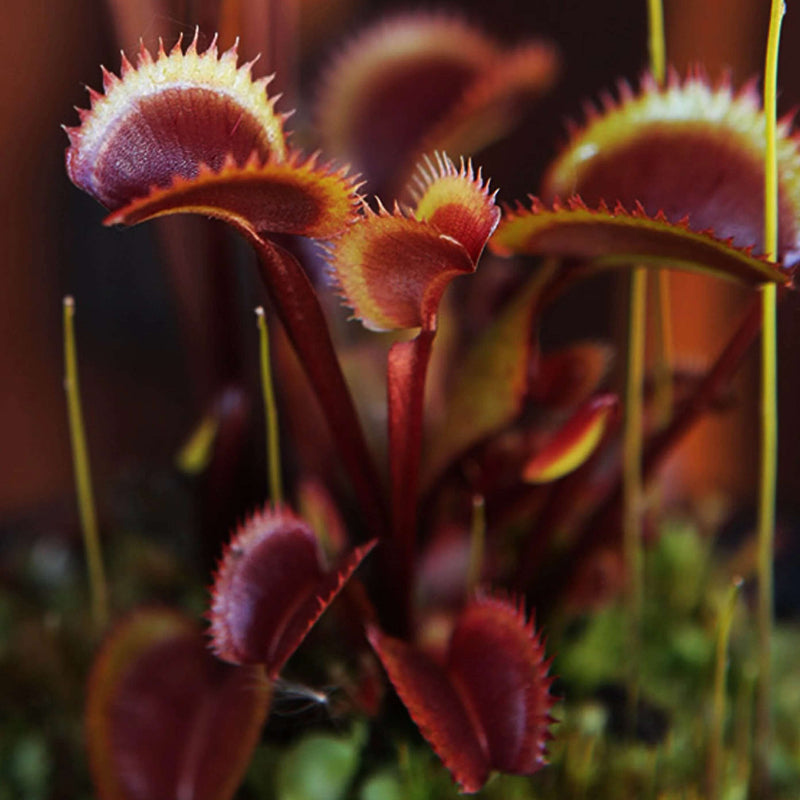 red Venus Fly Trap Seeds