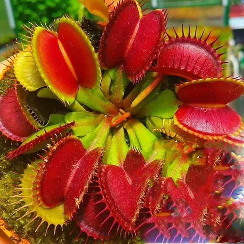 red Venus Fly Trap Seeds