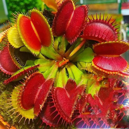 red Venus Fly Trap Seeds