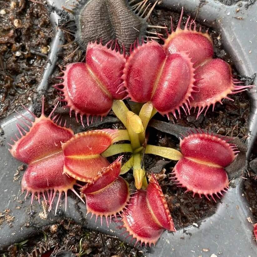 red Venus Fly Trap Seeds