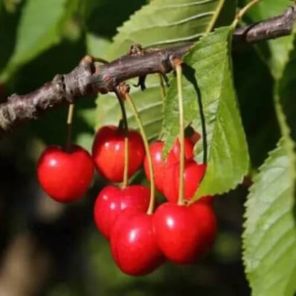 red montmorency sour cherry tree seeds