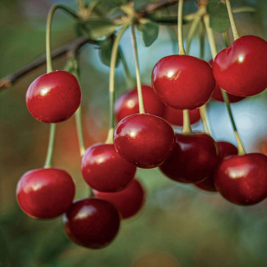 red montmorency sour cherry tree seeds
